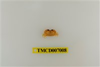 藏品(礁石假團扇蟹)的圖片